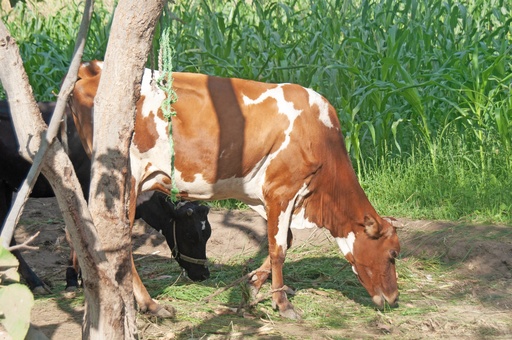 A farm in the Egyptian countryside in Fayoum. A cattle, agriculture , The cow ate grass.