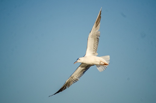 sea gull in the sky.