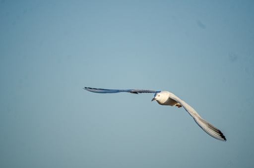 Sea gull in the sky flying.