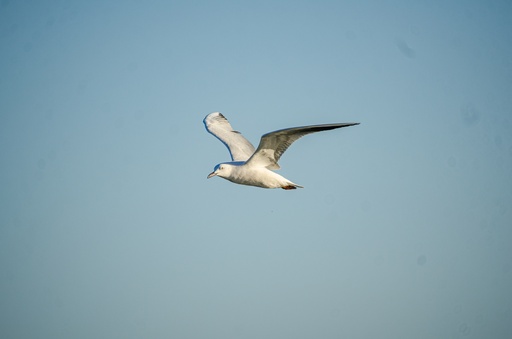 detailed Bird flying in the sky.