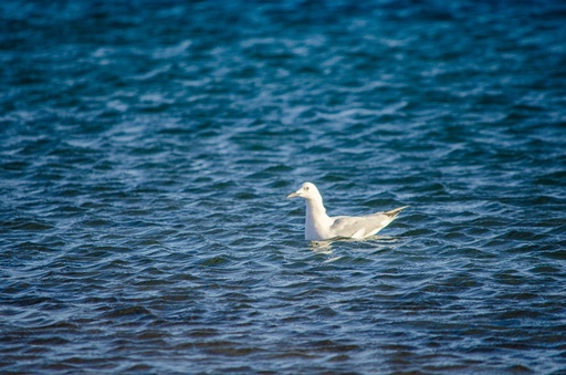 Bird sitting over the sea.