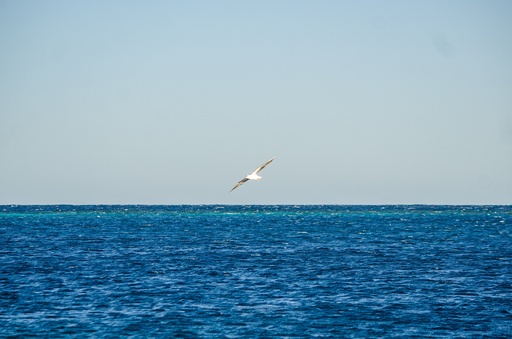 bird flying over the sea.