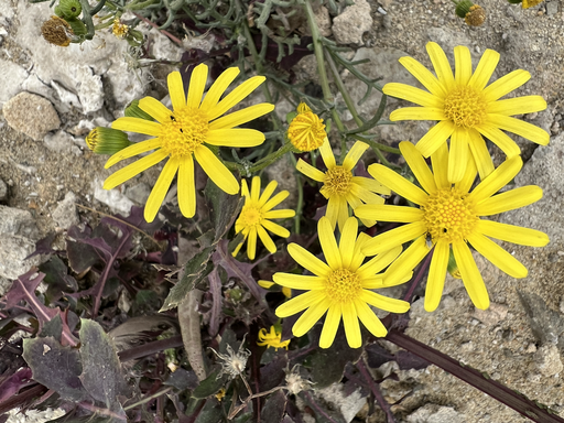 Angel yellow Flowers