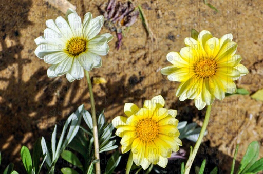 Flowers in the garden