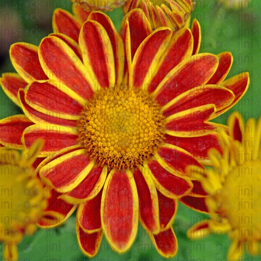 ِA yellow and orange flower in the garden.