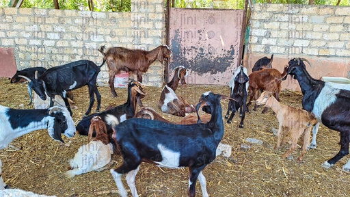 Goats and Capricorns stay in a place surrounded by brick fence