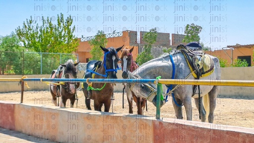 A four horses in a stable in a rural Egyptian village