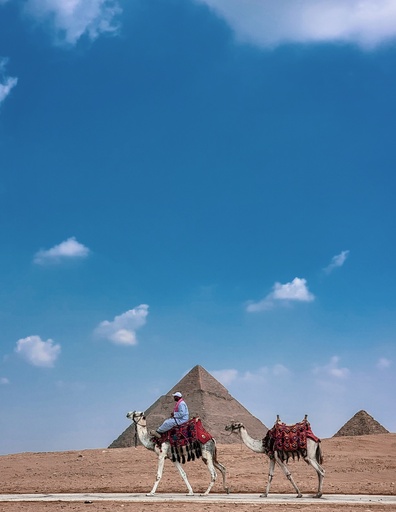 camels walking in front of the pyramids