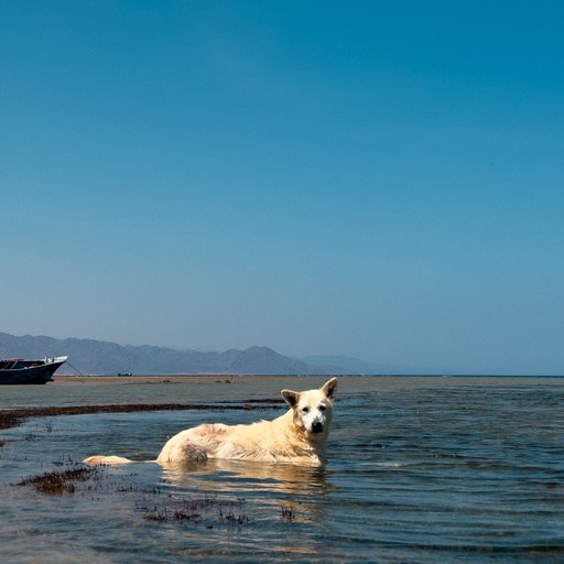 A Dog Hydrated His Body On The Beach Water