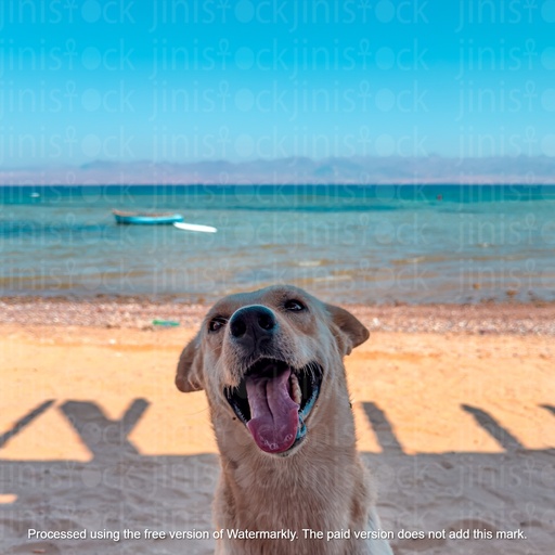 A Dog Smiling To The Camera On The Beach