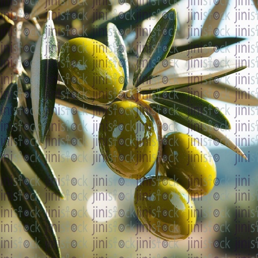 olive leaves in farm fresh and shiny with olives