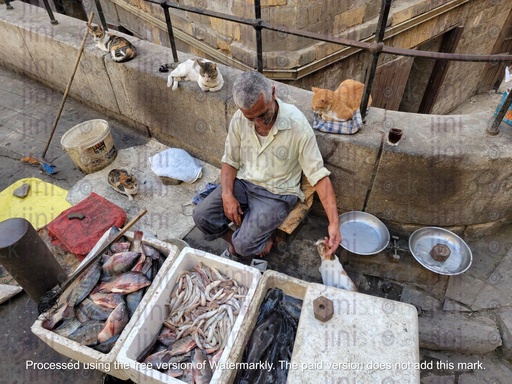 A man sells fish, shrimp and shrimp on the street while playing with a cat