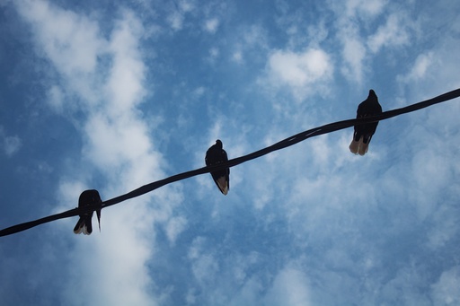 birds standing on a rope