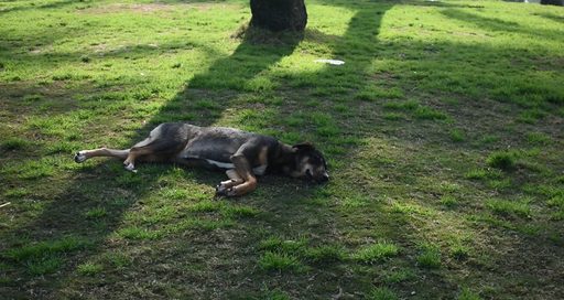 lazy dog sleeping on the grass