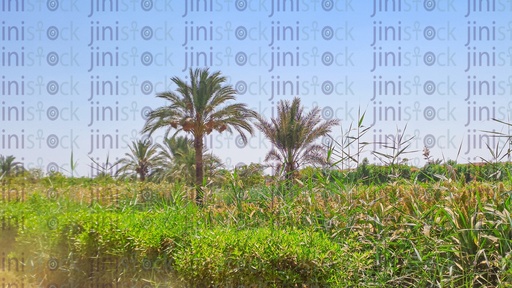 a Farm in the countryside in Egypt