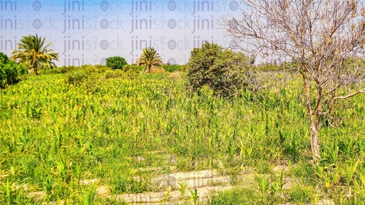 a Farm in the countryside in Egypt