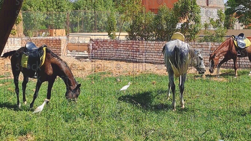 the beauty of Horses in a stable in the garden