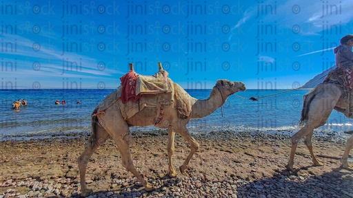 Camels on the beach in Dahab in south Sinai Egypt.