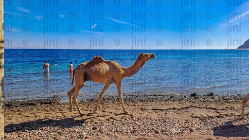 A camel walking on the seashore in Dahab south sinai