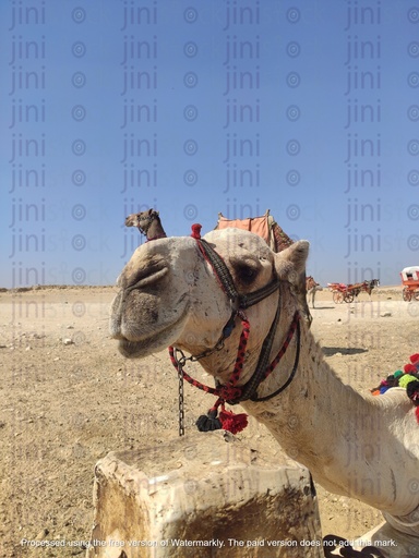الجمل في الهرم