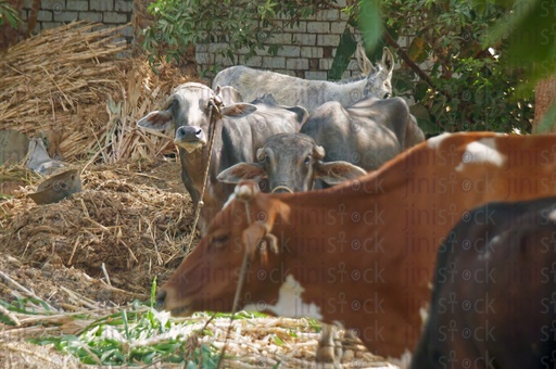 A farm in the Egyptian countryside with cattle, Cows and buffaloes