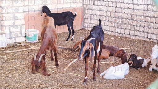 الماعز والجدي في مكان محاط بسياج من الطوب