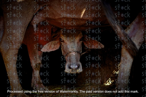 buffalo in a pen