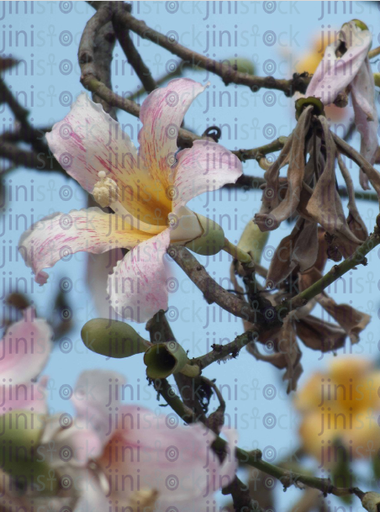 white flower on a tree branch in the morning - stock image