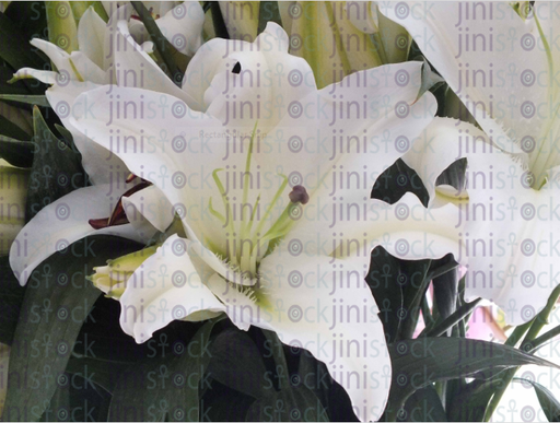 white flower in a flower field - stock image