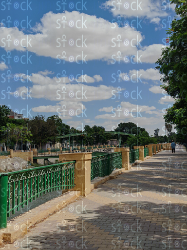 Palm Trees along Ismailia Corniche