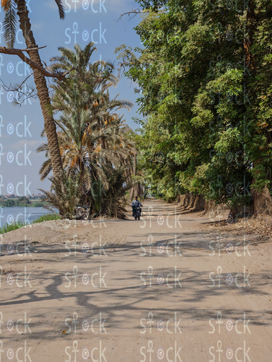 أشجار النخيل على حافة النهر