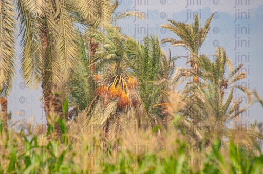 Palm trees and dates in a farm in the Egyptian countryside