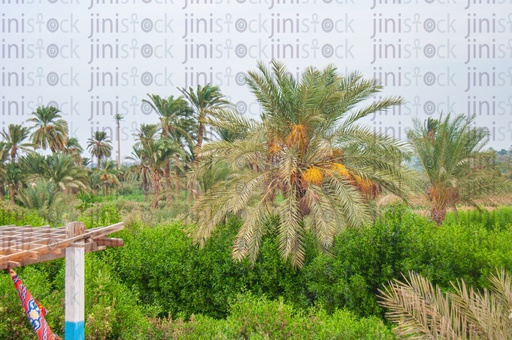 Palm trees, dates and trees in a farm in the Egyptian countryside