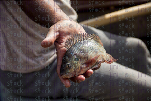 fisher man holding a fish - stock image