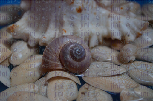 close up on seashells - stock image