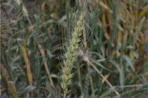 isolated green plant - stock image