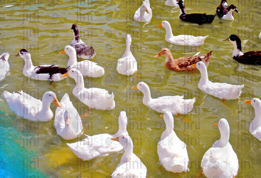 A group of ducks are swimming in the pond  ..بط يعوم فى المياه