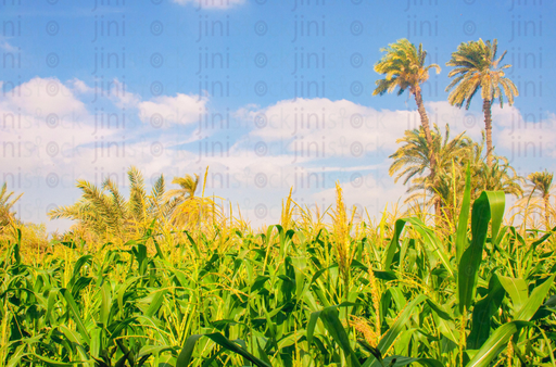 Egyptian farm in a sunny day : مزرعة فى الريف فى يوم مشمس