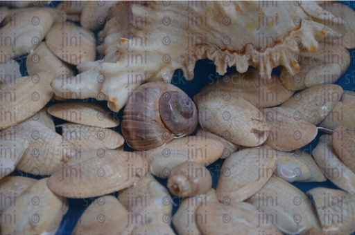 seashells - stock image