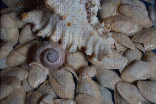 seashells top view - stock image