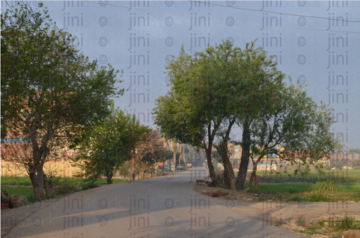 street with trees on each side - stock image