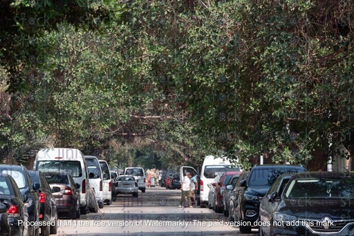 morning streets with high trees- stock image