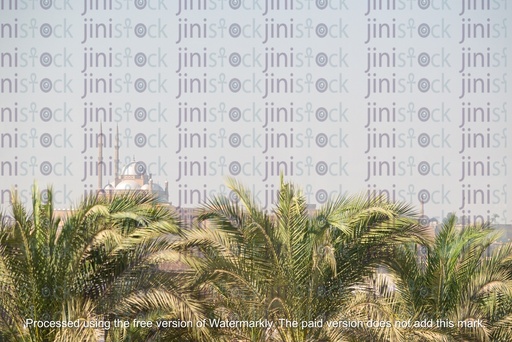 palm trees in the morning-stock images.